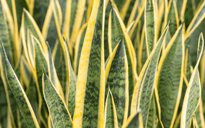 how to care for sansevieria