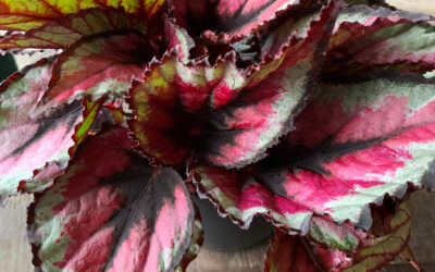 how to care for begonia rex
