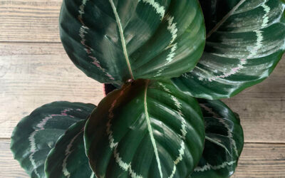 how to care for calathea
