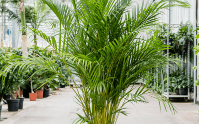 how to care for areca