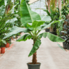 musa tropicana large mood