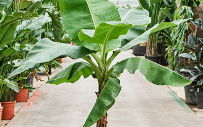 how to care for musa tropicana (banana plant)