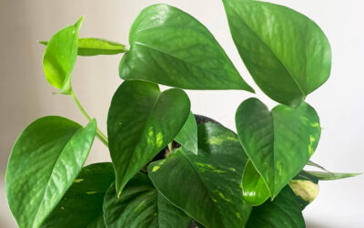 how to care for epipremnum (pothos)