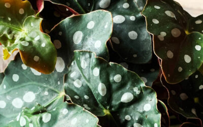 how to care for begonia maculata