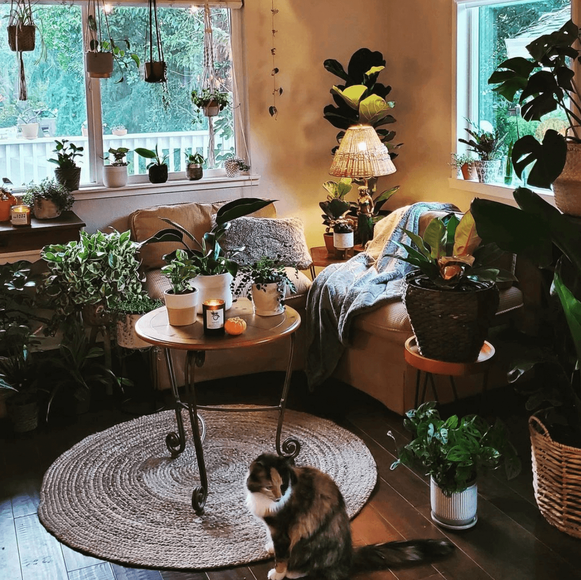 leafy life pet friendly plants