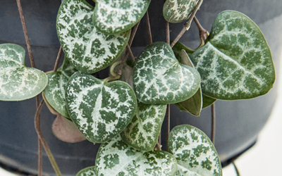 how to care for ceropegia woodii ‘string of hearts’