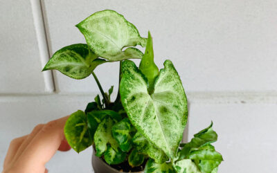 how to care for syngonium