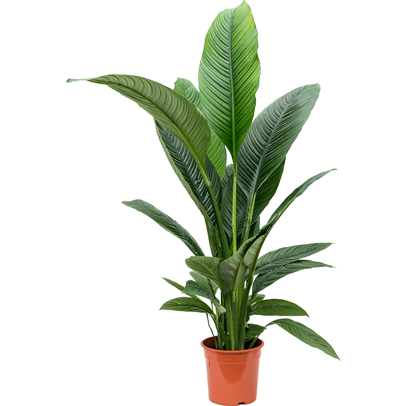 Spathiphyllum Sensation large