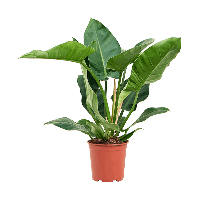 philodendron imperial green large