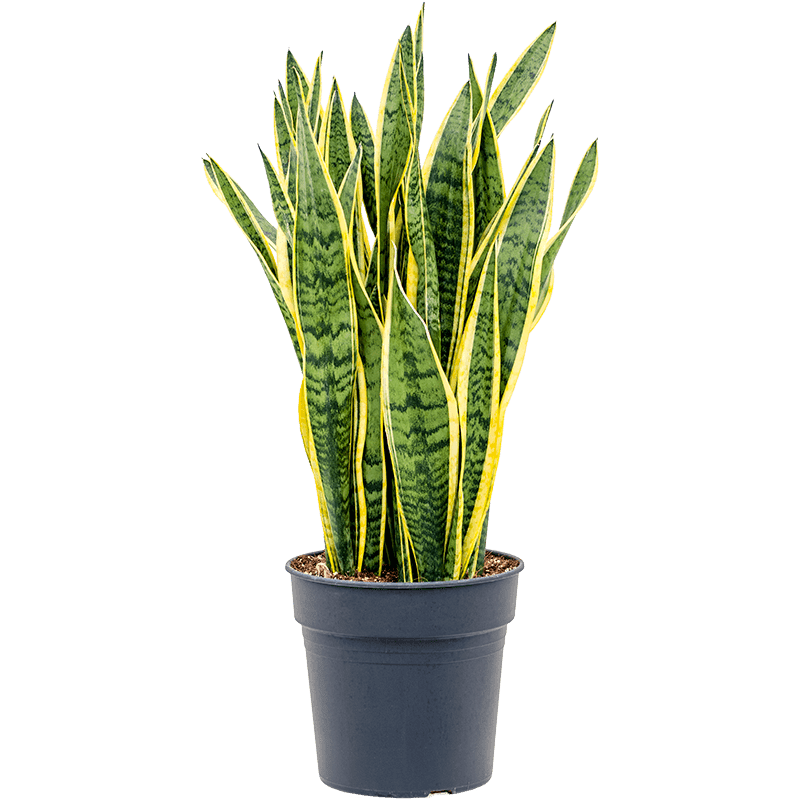 sansevieria laurentii snake plant large