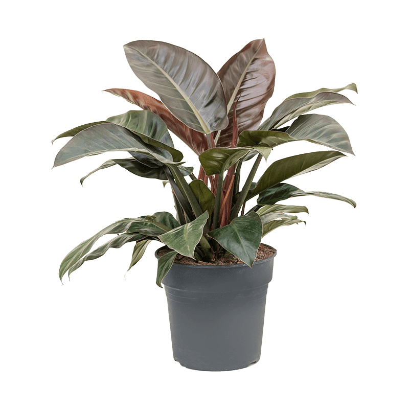 philodendron imperial red extra large big