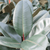 ficus abidjan 150cm extra large close up