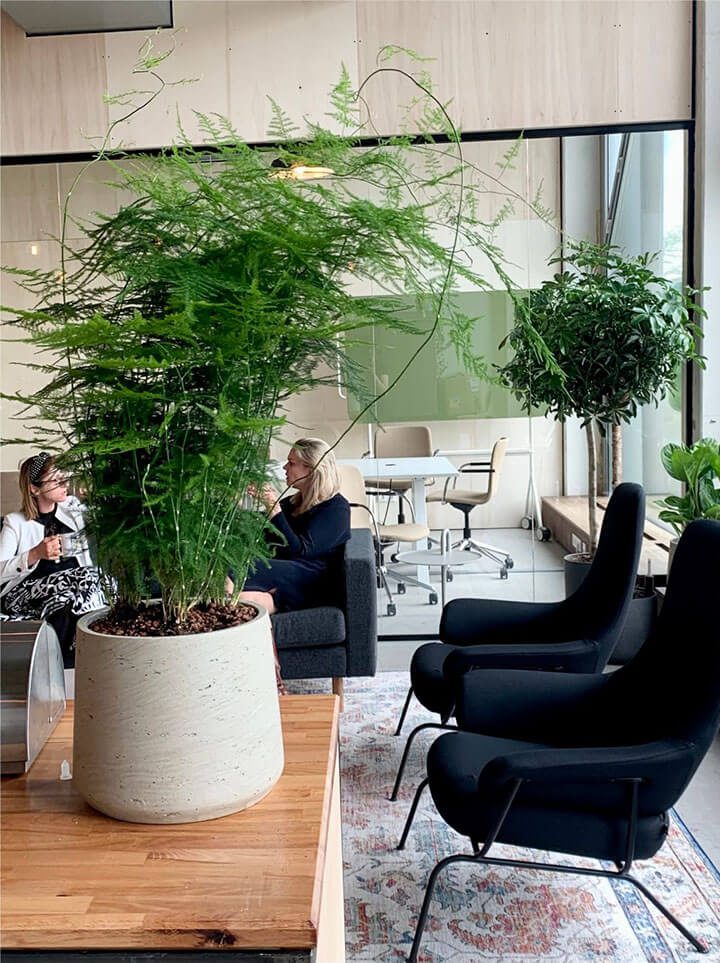easy office plants
