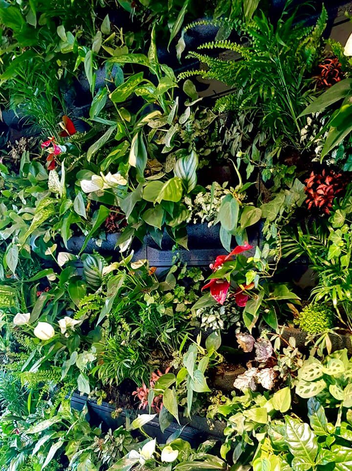 plant wall leafy life