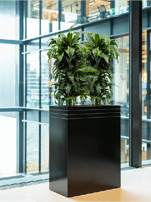 office plants with maintenance amsterdam