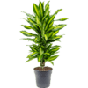 dracaena cintho large 1