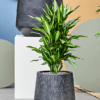 dracaena cintho large mood