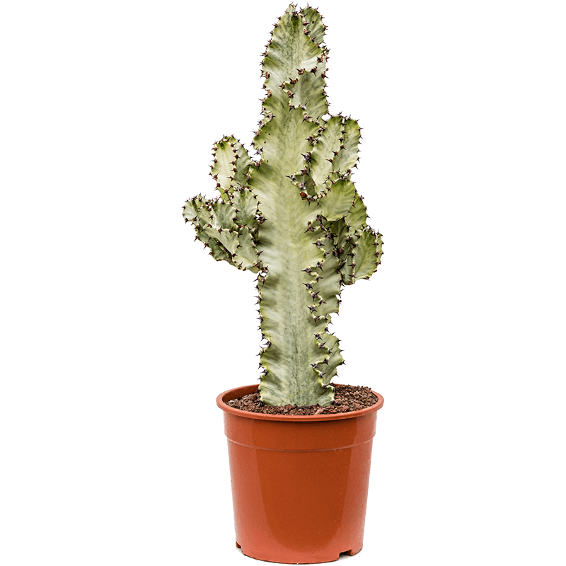 Euphorbia ingens marmorata variegated