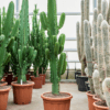 euphorbia ingens (XL) - Afbeelding 2