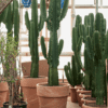 euphorbia ingens (XL) - Afbeelding 3
