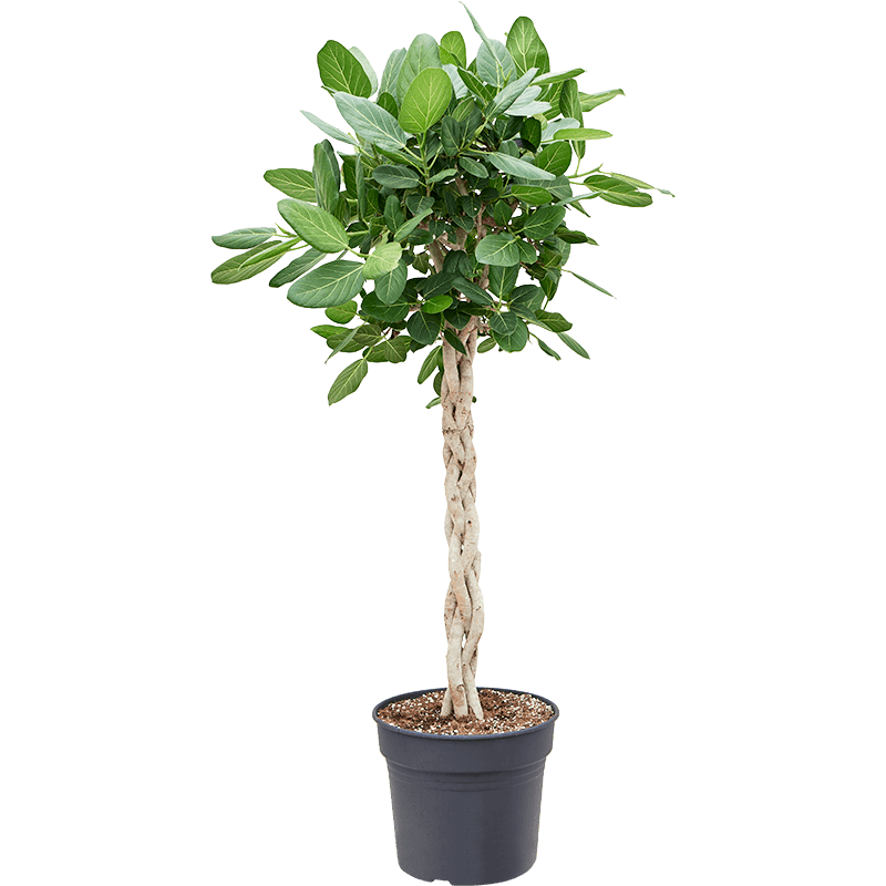 Ficus benghalensis 'Audrey' xl