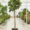 ficus lyrata - tree (XL) - Afbeelding 2