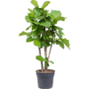 ficus lyrata - tree (XL) - Afbeelding 3