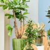 rent plants for events exhibitions amsterdam the hague rotterdam