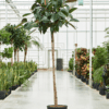 ficus elastica 'robusta' - tree (XL) - Afbeelding 2