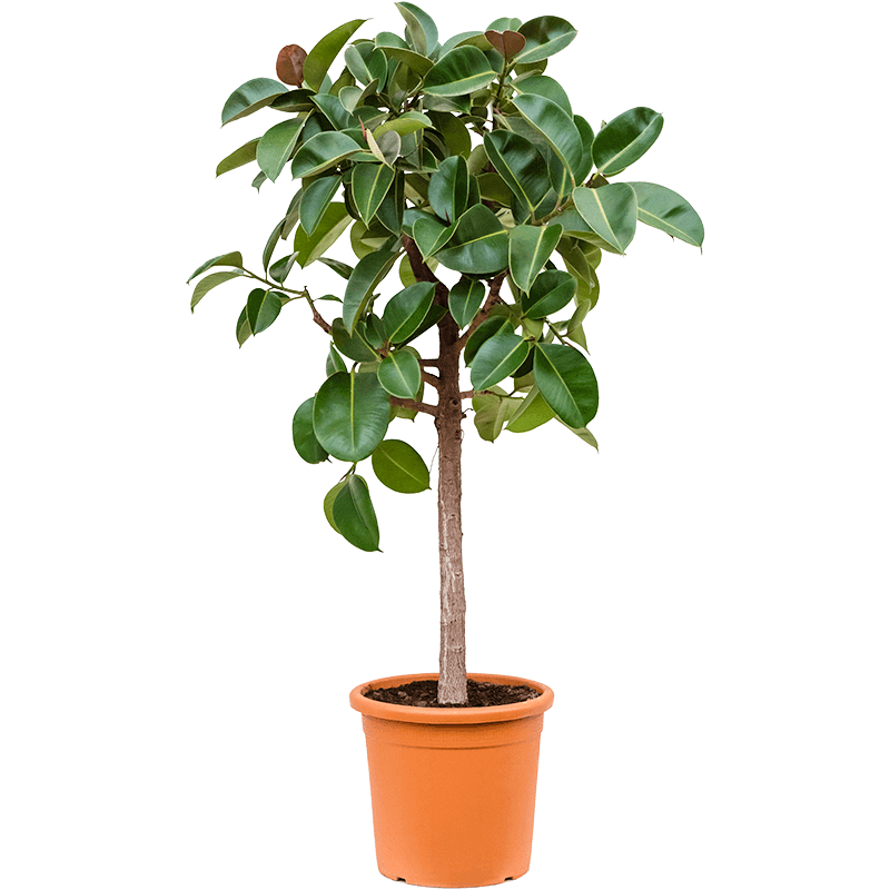 ficus elastica robusta tree xl