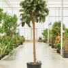 ficus elastica 'robusta' - tree (XL) - Afbeelding 3