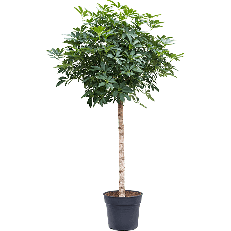 Schefflera arboricola ‘Compacta’ tree xl