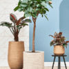 ficus elastica 'robusta' - tree (XL) - Afbeelding 4