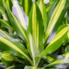 dracaena fragrans 'cintho' (L) - Afbeelding 4
