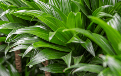 how to care for dracaena fragrans