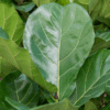 ficus lyrata - tree (XL) - Afbeelding 5