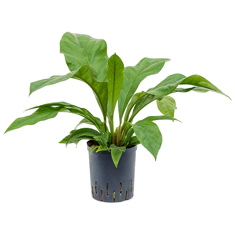 anthurium green medium