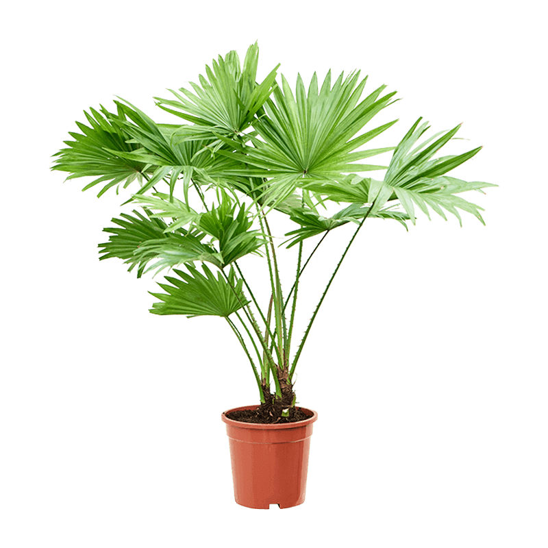 livistonia rotundifolia large