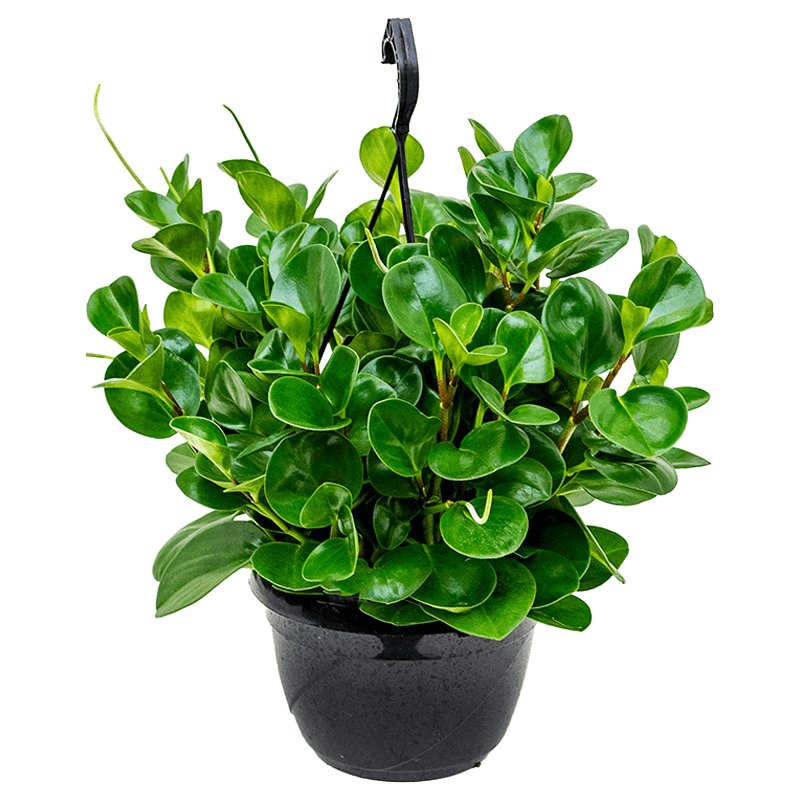 peperomia obtusifolia medium