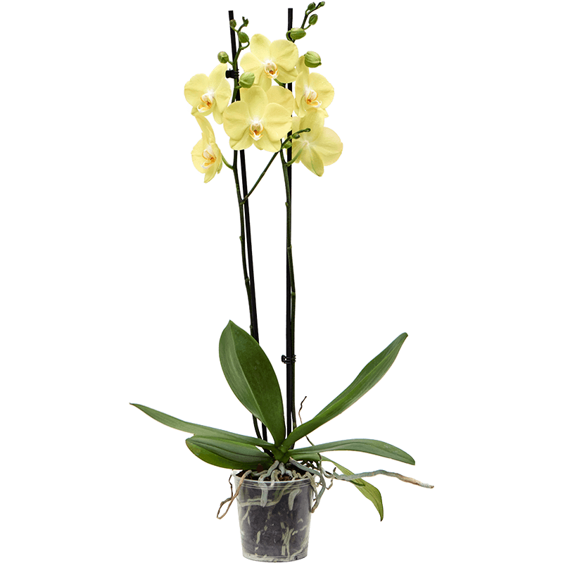 orchid yellow medium