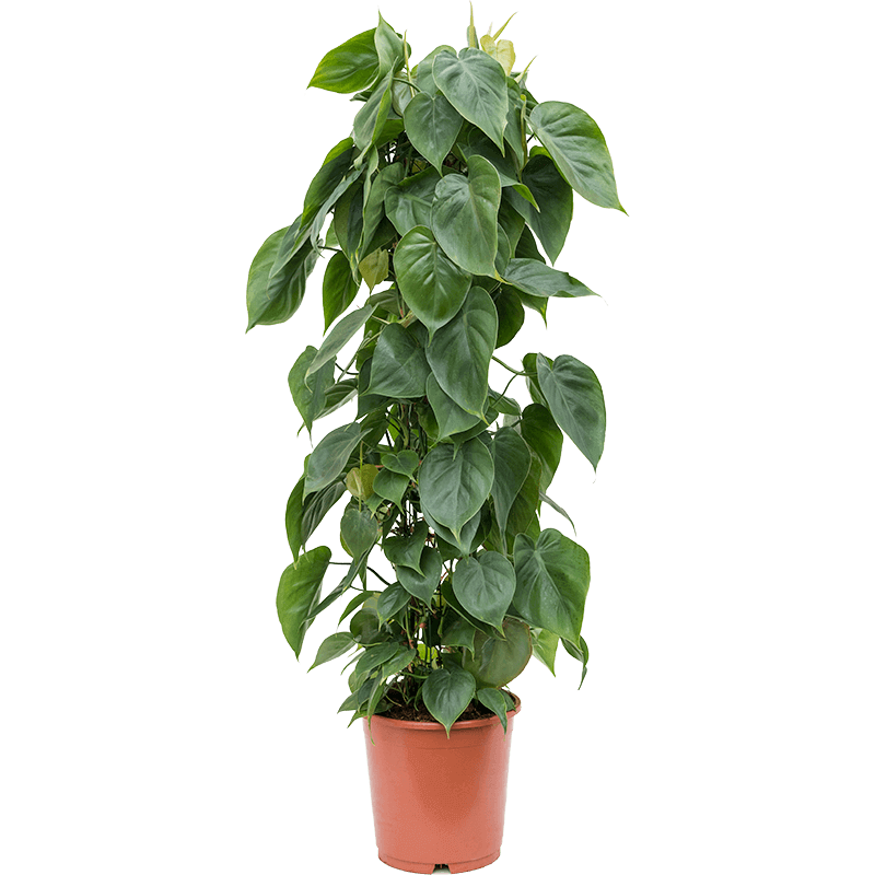 philodendron scandens large climbing