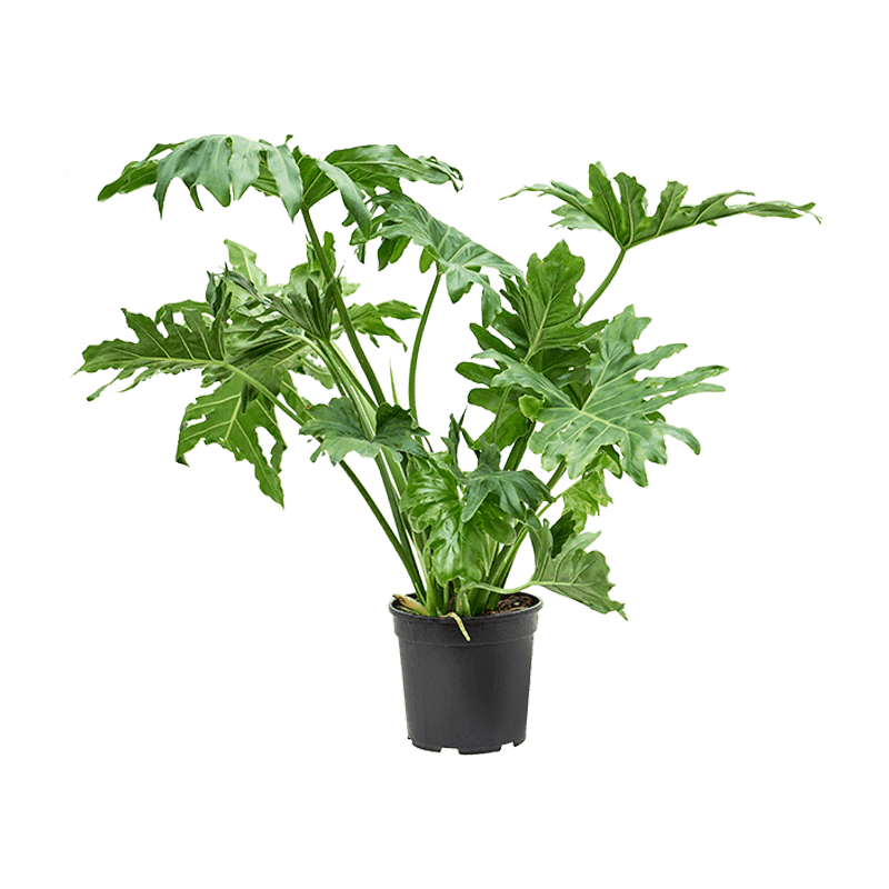 philodendron selloum large