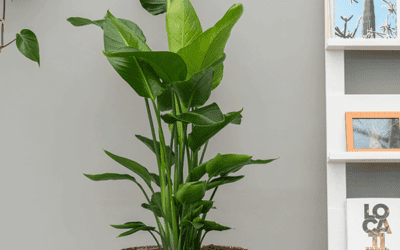 how to care for strelitzia reginae