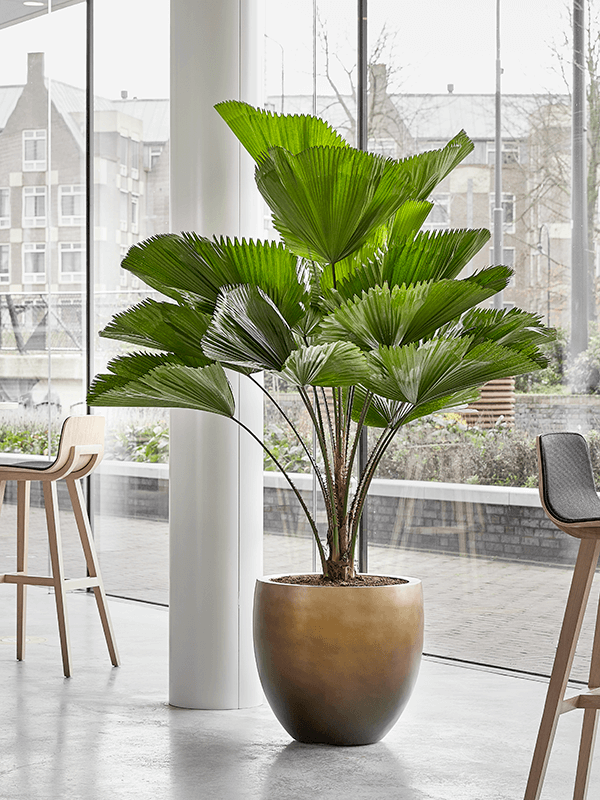 leafy life office plants amsterdam rotterdam