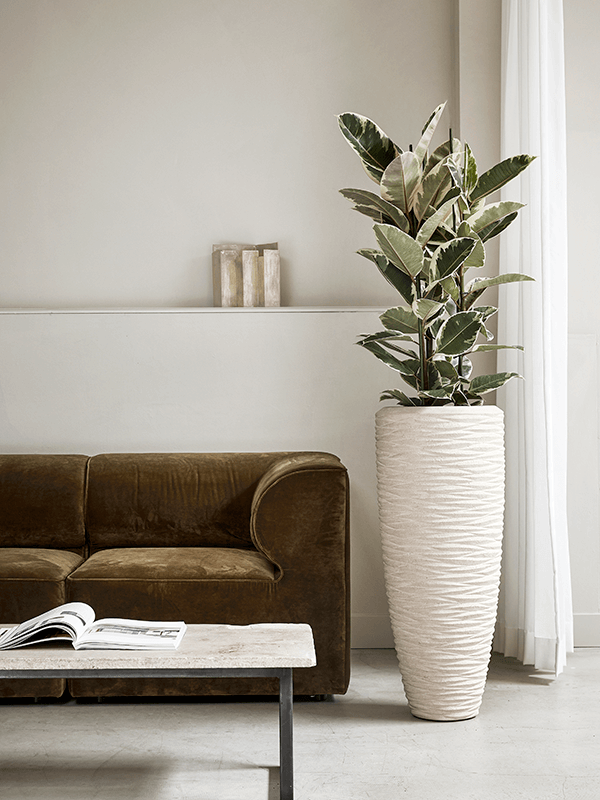 Rent the zamioculcas zamiifolia (L) - Leafy Life - A popular office plant