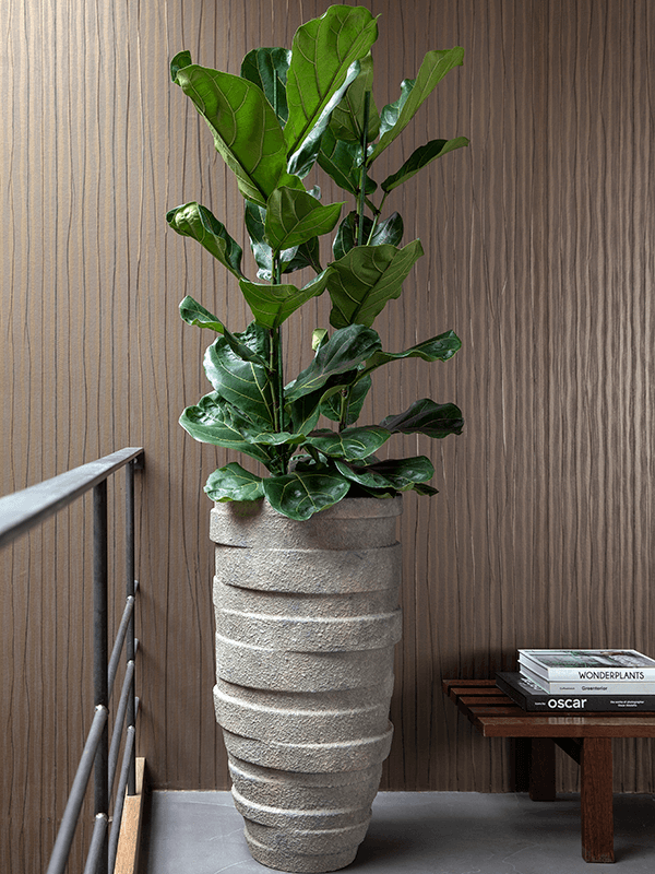 ficus lyrata extra large 150cm leafy life mood