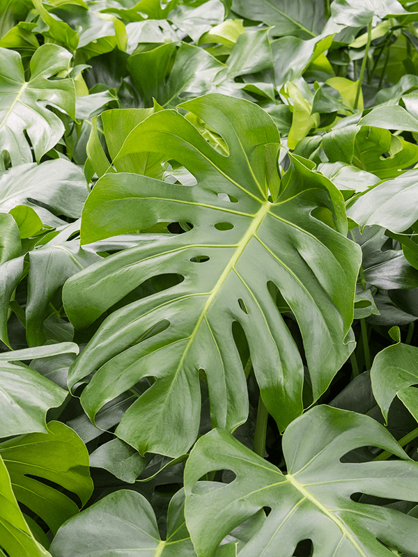 monstera deliciosa super large leafy life closeup