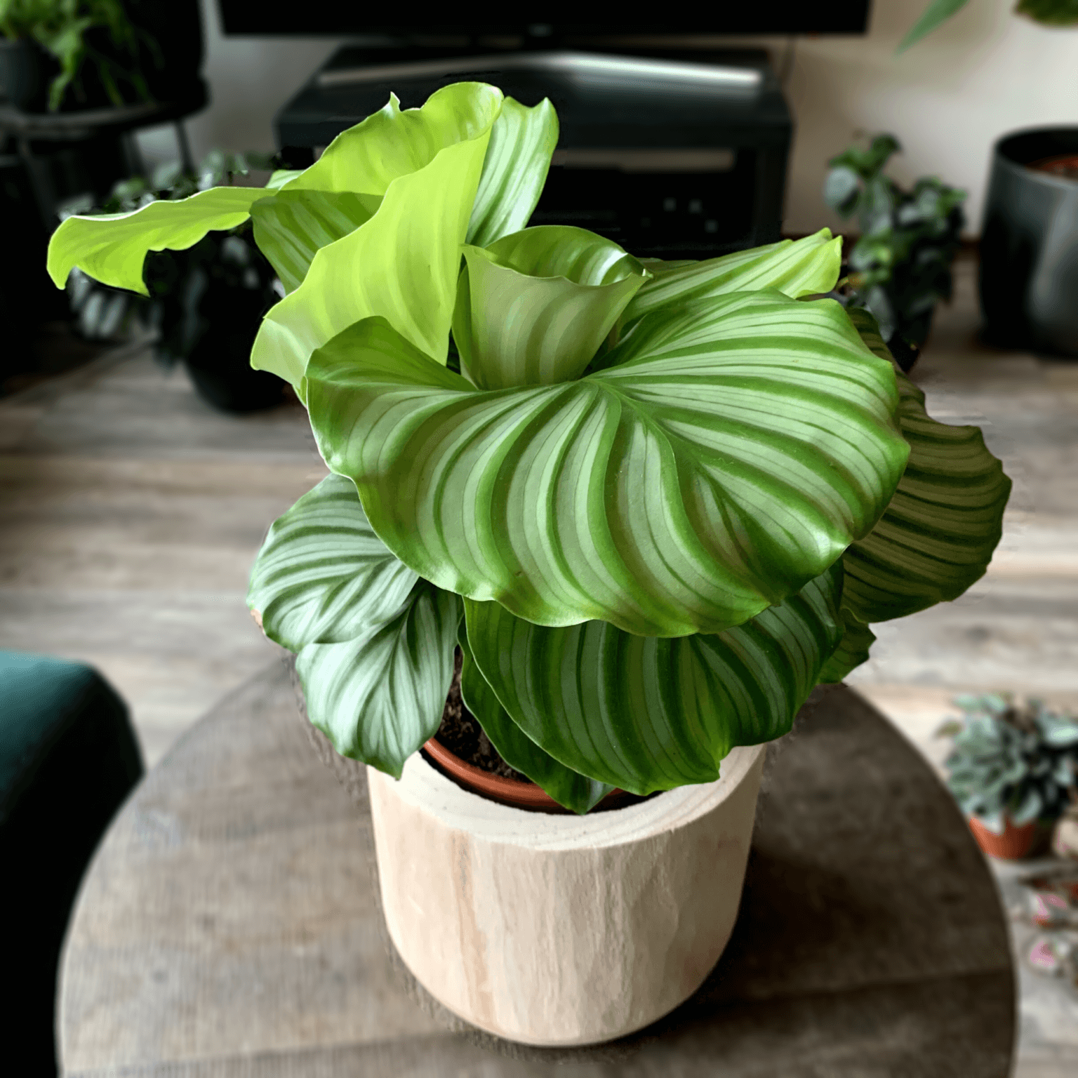 how to care for calathea ⋆ Leafy Life ⋆ Care instructions & guides