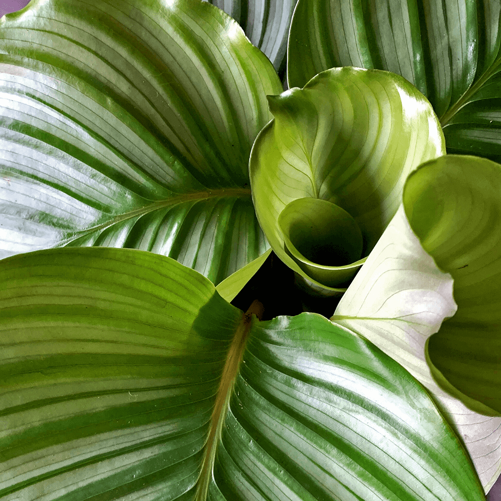 how to care for calathea