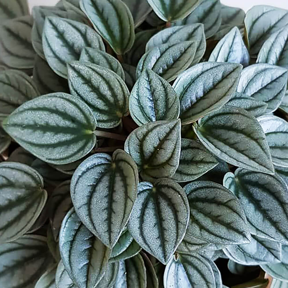 Been propagating cupid peperomia, I just noticed these leaves in